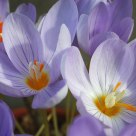 Crocus